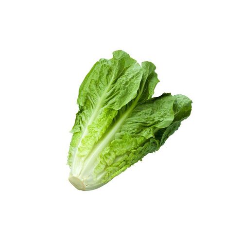 LECHUGA