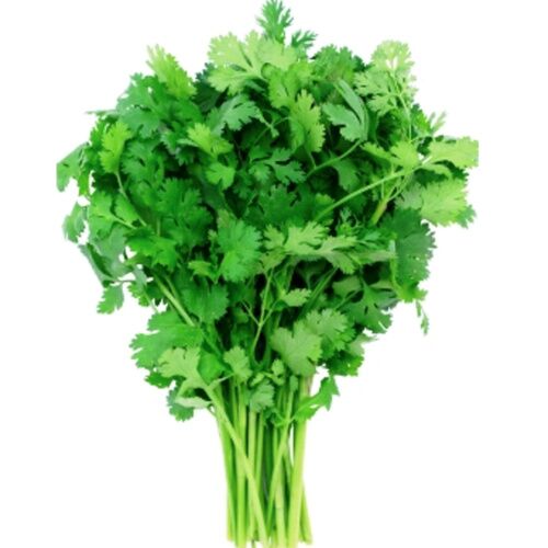 CILANTRO MANOJO