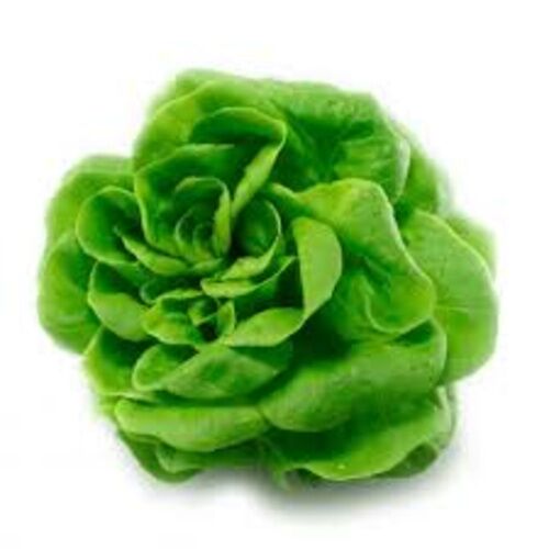 LECHUGA VIVA