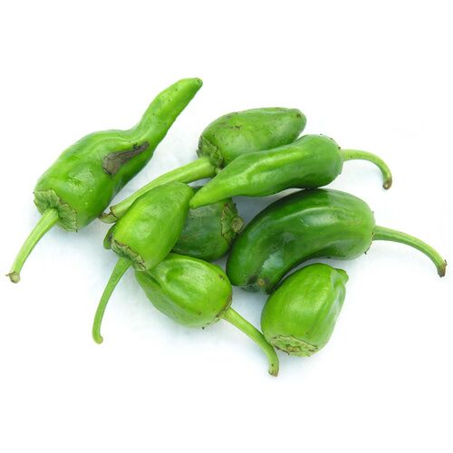 PIMIENTO DE PADRÓN